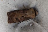 Agrotis exclamationis