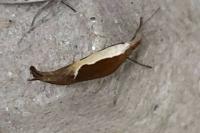 Ypsolopha dentella