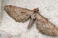 Eupithecia