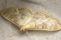 Patania ruralis
