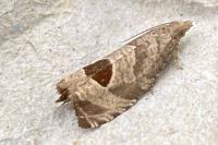 Notocelia uddmanniana