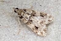 Eudonia delunella