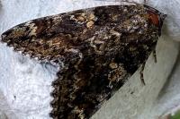 Catocala