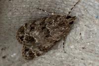 Eudonia