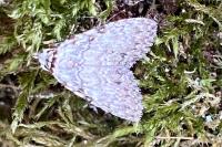 Meganola strigula