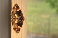 Tyta luctuosa