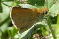 Thymelicus acteon