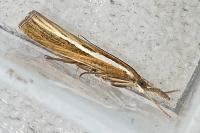 Agriphila tristella