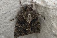 Acronicta rumicis