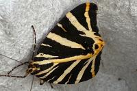 Euplagia quadripunctaria