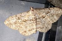 Peribatodes rhomboidaria