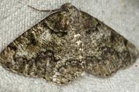 Cleorodes lichenaria