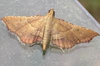 Endotricha flammealis