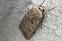 Caradrina clavipalpis