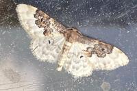 Idaea rusticata