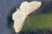 Idaea fuscovenosa
