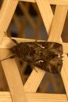 Autographa gamma