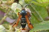 Pyropteron chrysidiforme
