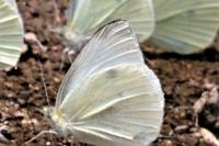 Pieris rapae
