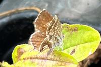 Cacyreus marshalli