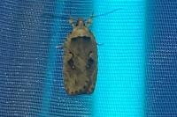 Agonopterix ocellana