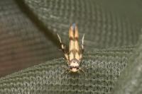 Stathmopoda pedella