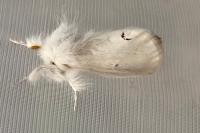 Euproctis chrysorrhoea