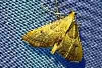 Endotricha flammealis