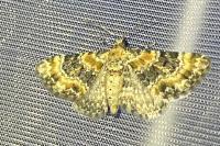 Eupithecia pulchellata