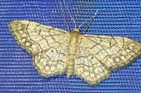 Idaea moniliata