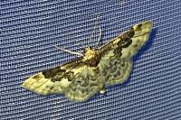 Idaea rusticata