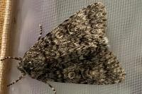 Acronicta megacephala