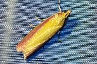 Oncocera semirubella