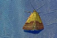 Phytometra viridaria