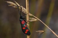 Zygaena filipendulae