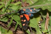 Zygaena ephialtes