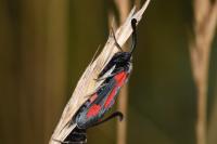 Zygaena sarpedon