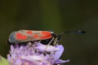 Zygaena loti