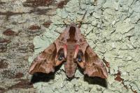 Smerinthus ocellatus ocellatus