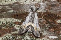 Harpyia milhauseri