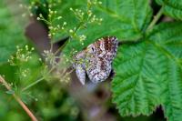 Epirrhoe alternata