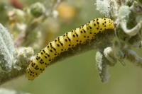 Cucullia lychnitis