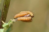 Tyria jacobaeae