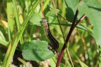 Malacosoma neustria
