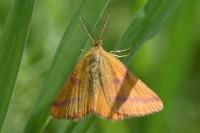 Lythria purpuraria
