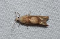 Eucosma conterminana