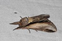 Pheosia tremula