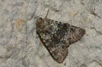 Hecatera dysodea
