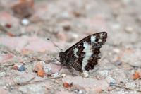 Brintesia circe