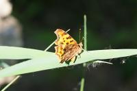 Polygonia c-album